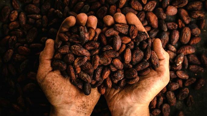 Kakaobaum. Kakaobohnen aus eigenem Anbau