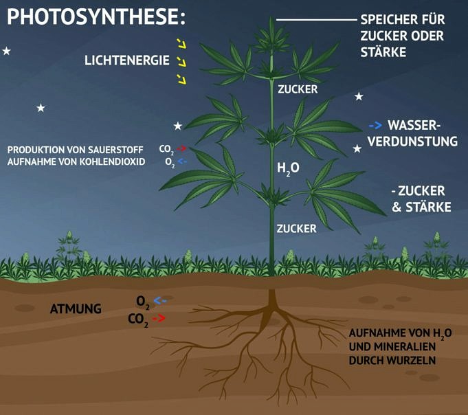 Wie wirkt sich Licht auf das Pflanzenwachstum aus?
