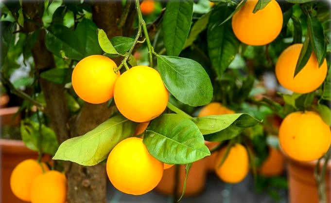 Navel Orangenbaumpflege